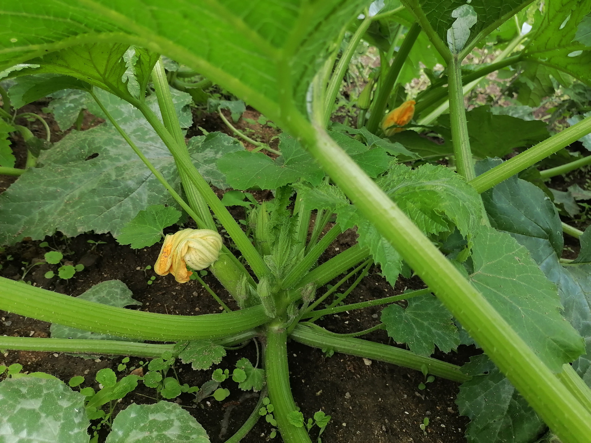 Кабачки цветут