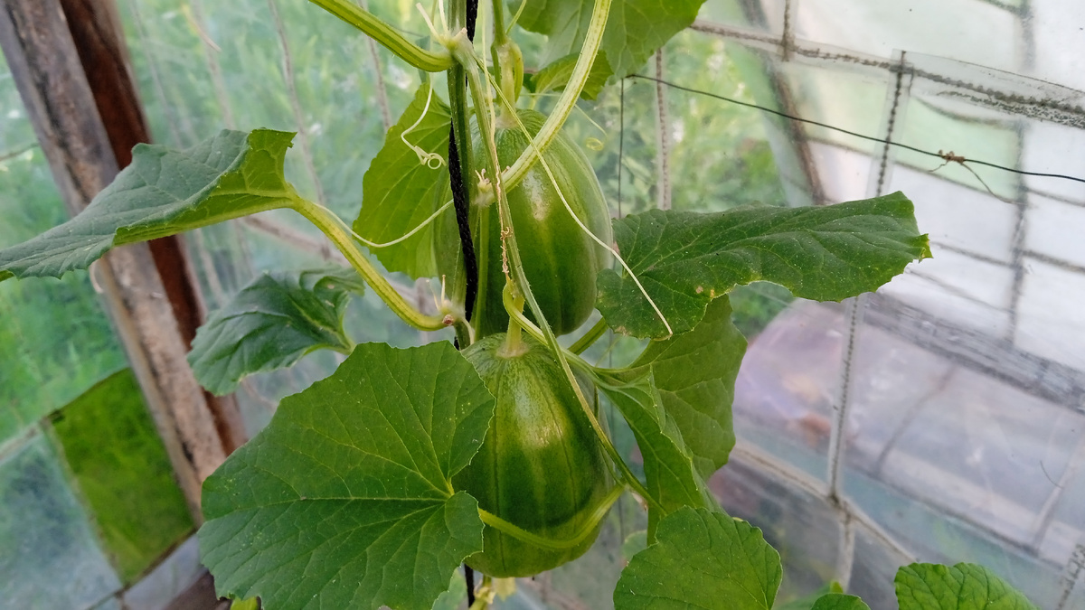 23 июня 2024 года. Дыня Chamoe.