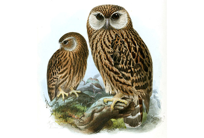 Хохочущие совы на литографии Йоханнеса Кёлеманса, 1875 г. 