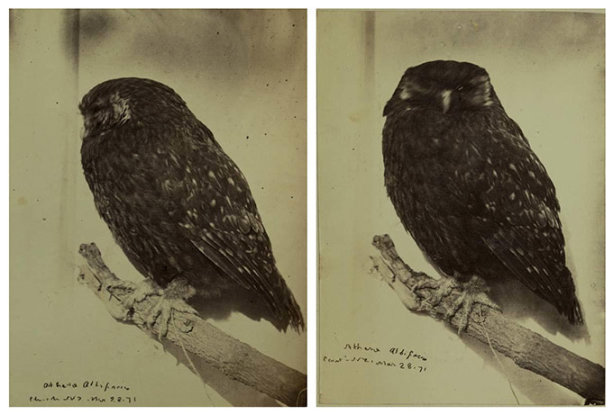 Прижизненные фотографии содержавшейся в неволе хохочущей совы, 28 марта 1871 г. Фото: A.C. Barker. 
