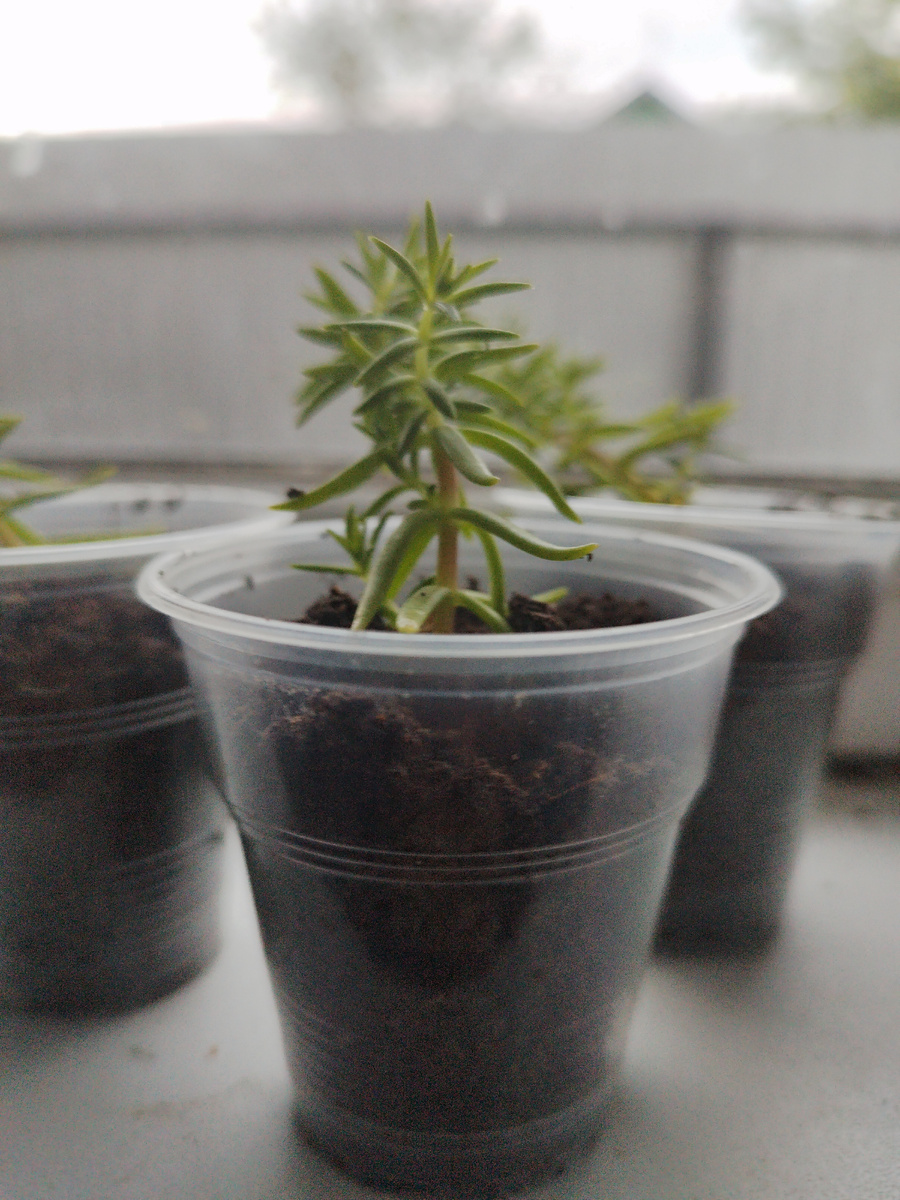 70 руб за штуку