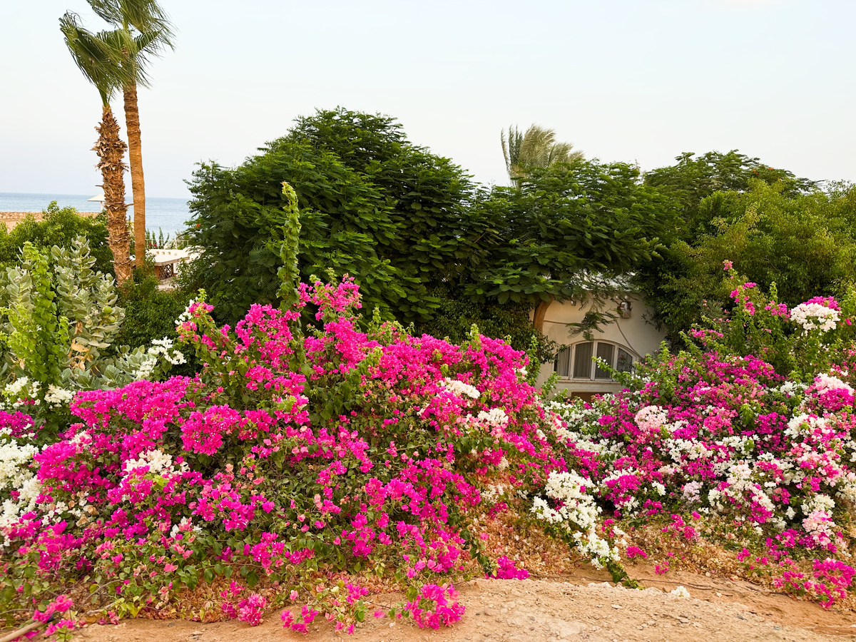 Цветы на территории отеля