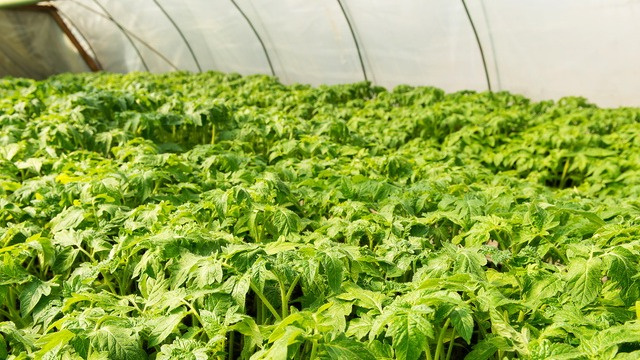 Думаю, многим огородникам знакома картина, когда теплица, «заселенная» томатами, из аккуратненькой превращается в настоящие джунгли.