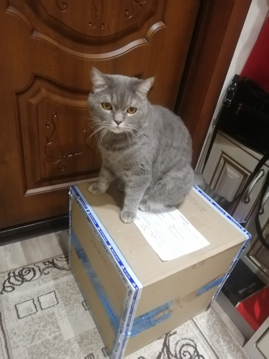 Котан коробку открыть не позволил. Сказал, мол, только хозяину можно! © Фото из личного архива автора, 2024 год