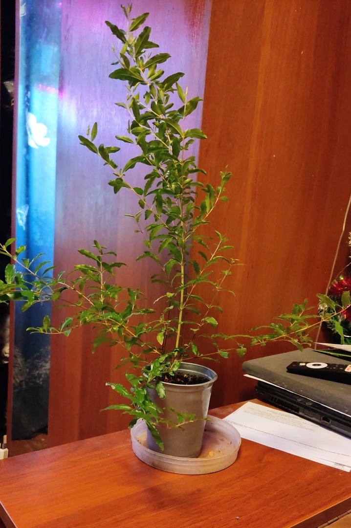 Гранатик подрос, выглядел хорошо, но решил расти деревцем )) Фото автора.