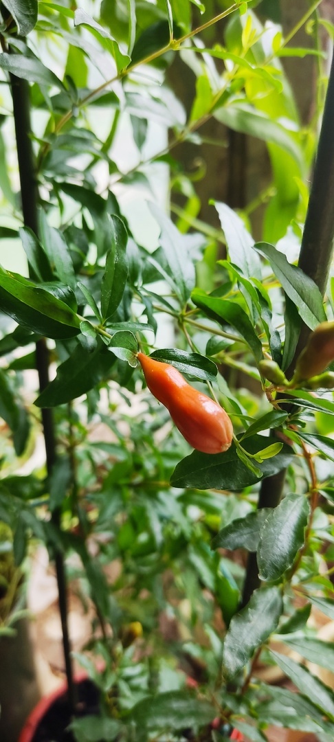 Первый бутон. Фото автора. Листайте галерею, пожалуйста (4 фото)
