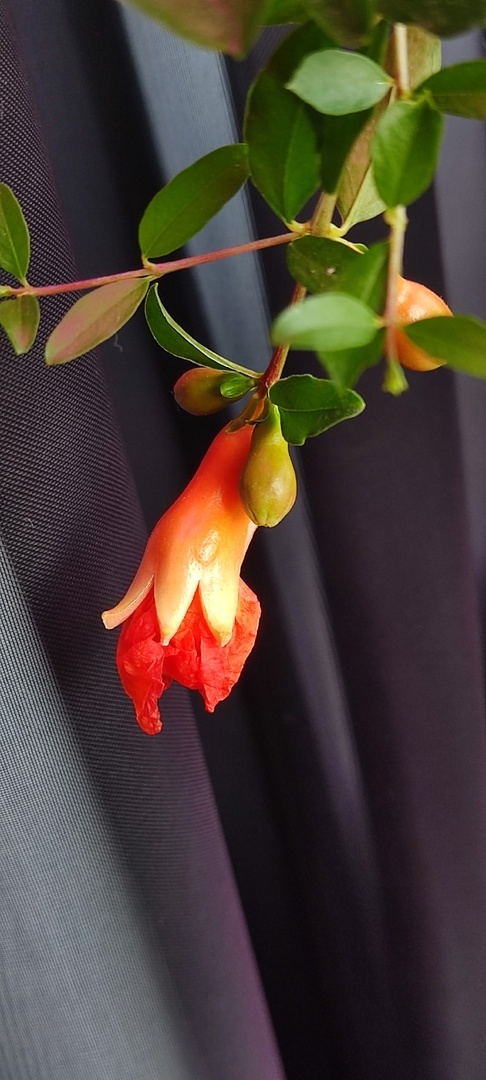 Еще бутончик. Фото автора.