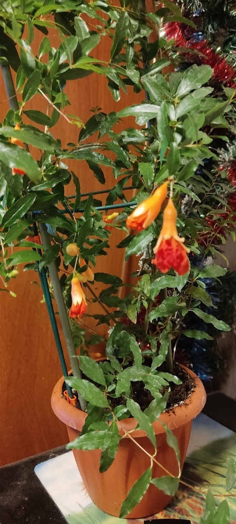 ельзя равнодушно смотреть на это цветение.Фото автора.