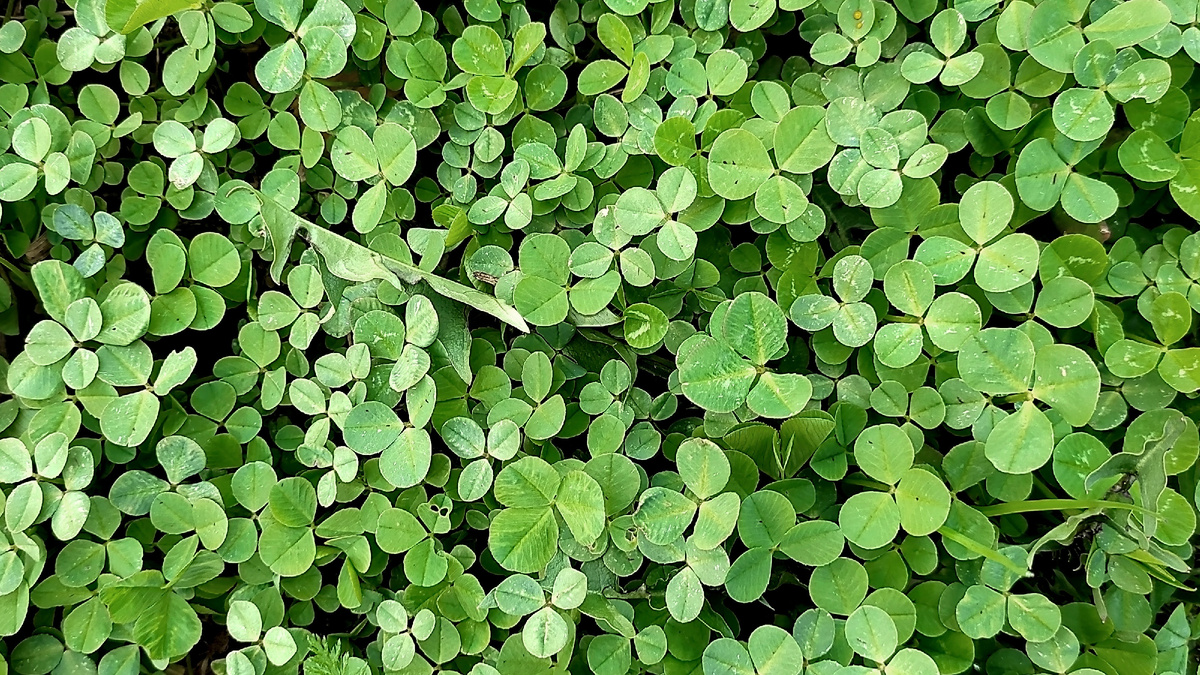 Сидераты высаживаю с целью улучшения качества почвы.