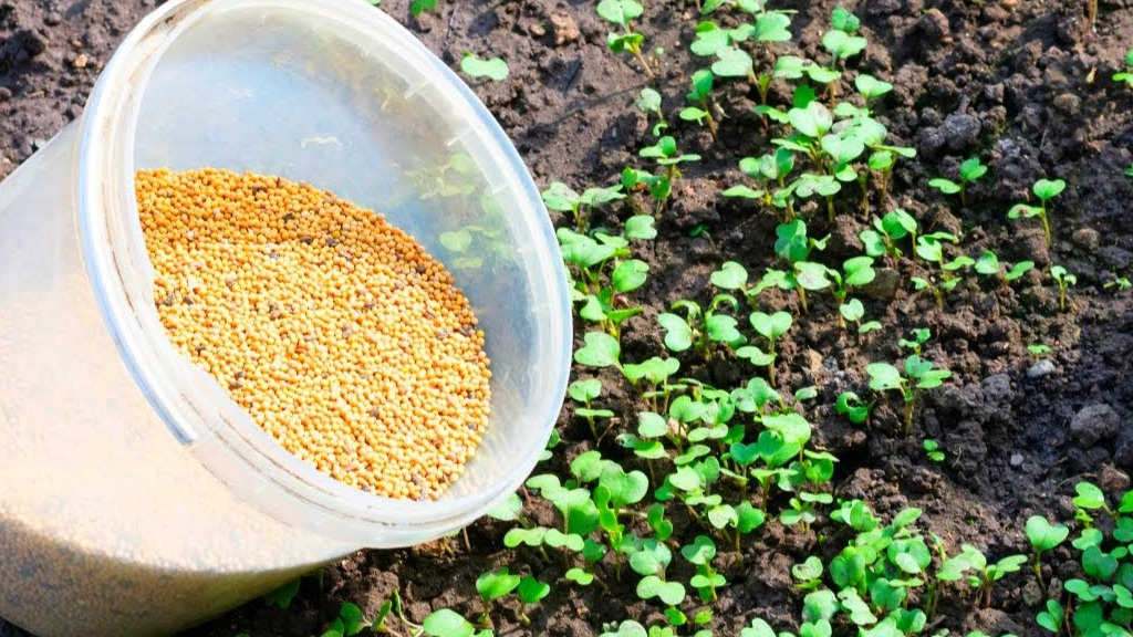 Всегда сею семена трав за полтора месяца до наступления заморозков