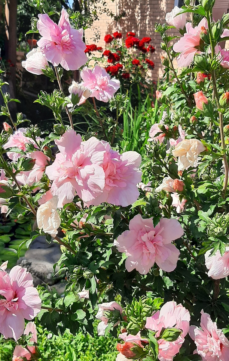 Радость Земли