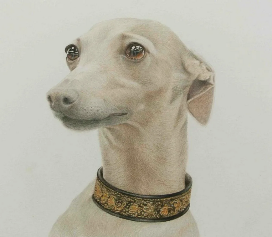 Источник фото: https://ornella.club/uploads/posts/2023-05/1684171881_ornella-club-p-levretka-vkontakte-59.jpg