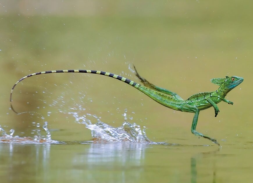 Фото из интернета, свободный доступ.