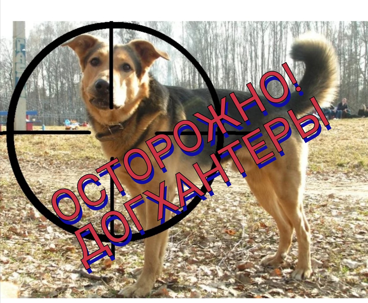 Коллаж автора 