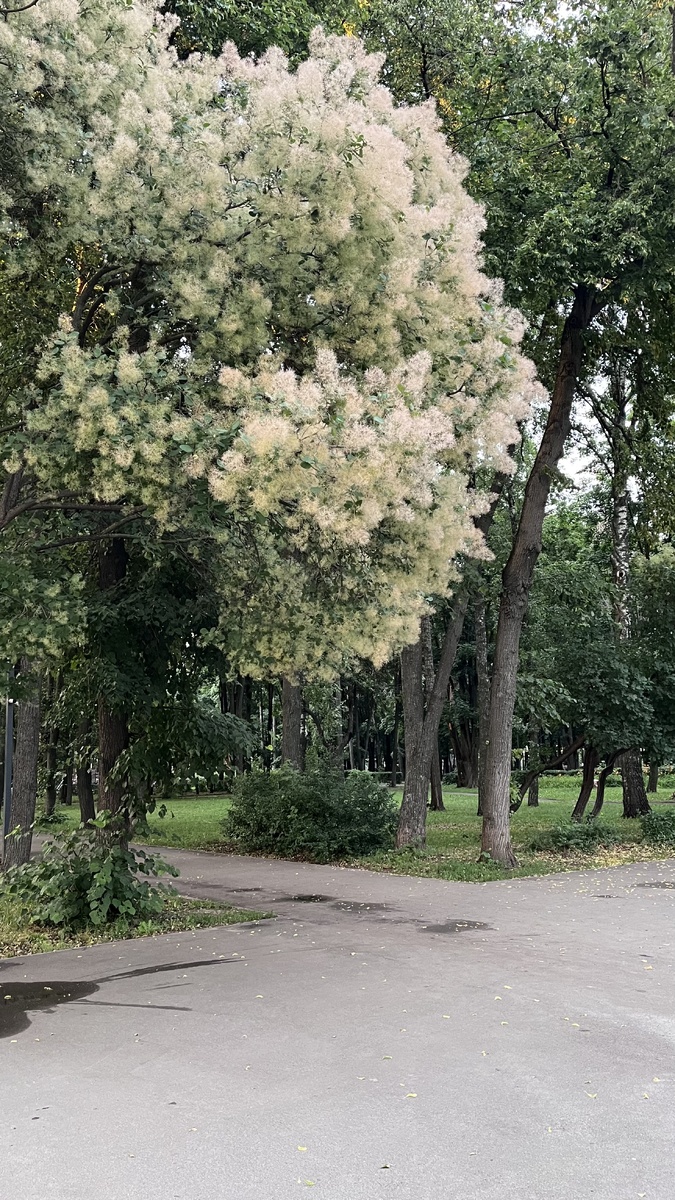 Прекрасная скумпия