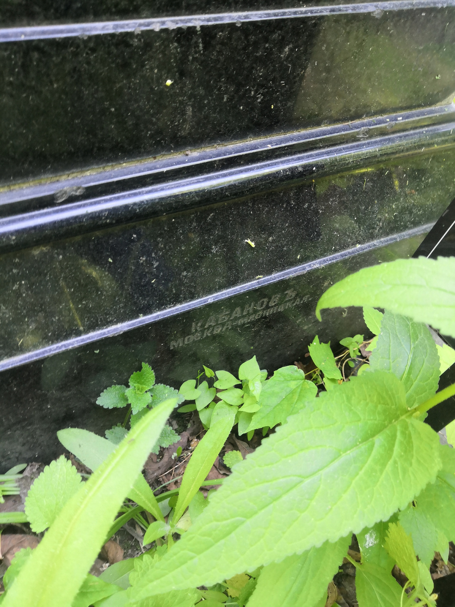 Чаще всего встречающий вид клейма