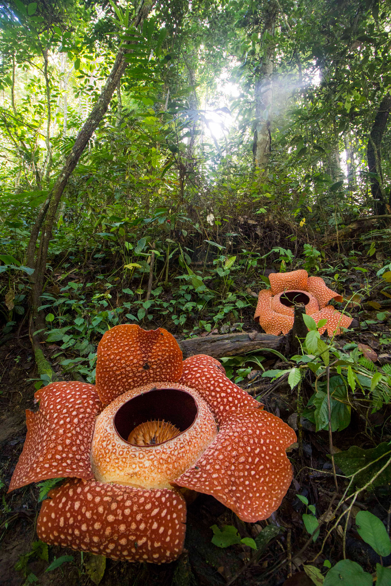 Фото: SofianRafflesia / Wikimedia Commons
