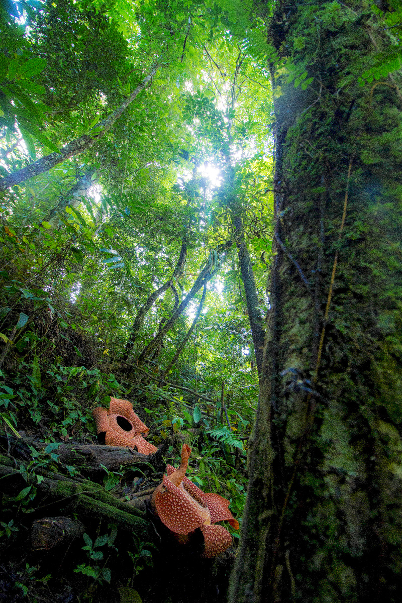 Фото: SofianRafflesia / Wikimedia Commons
