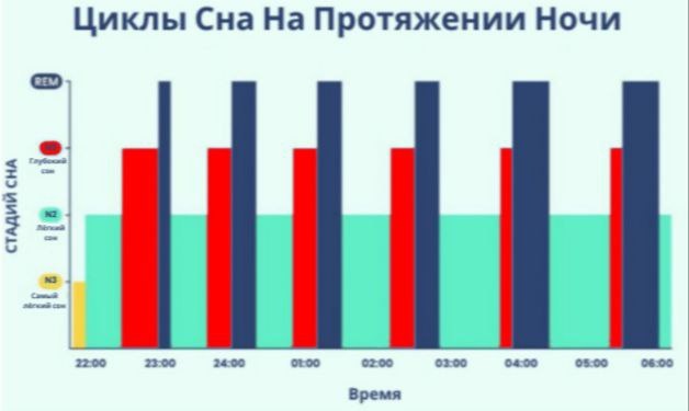 Циклы сна на протяжении ночи