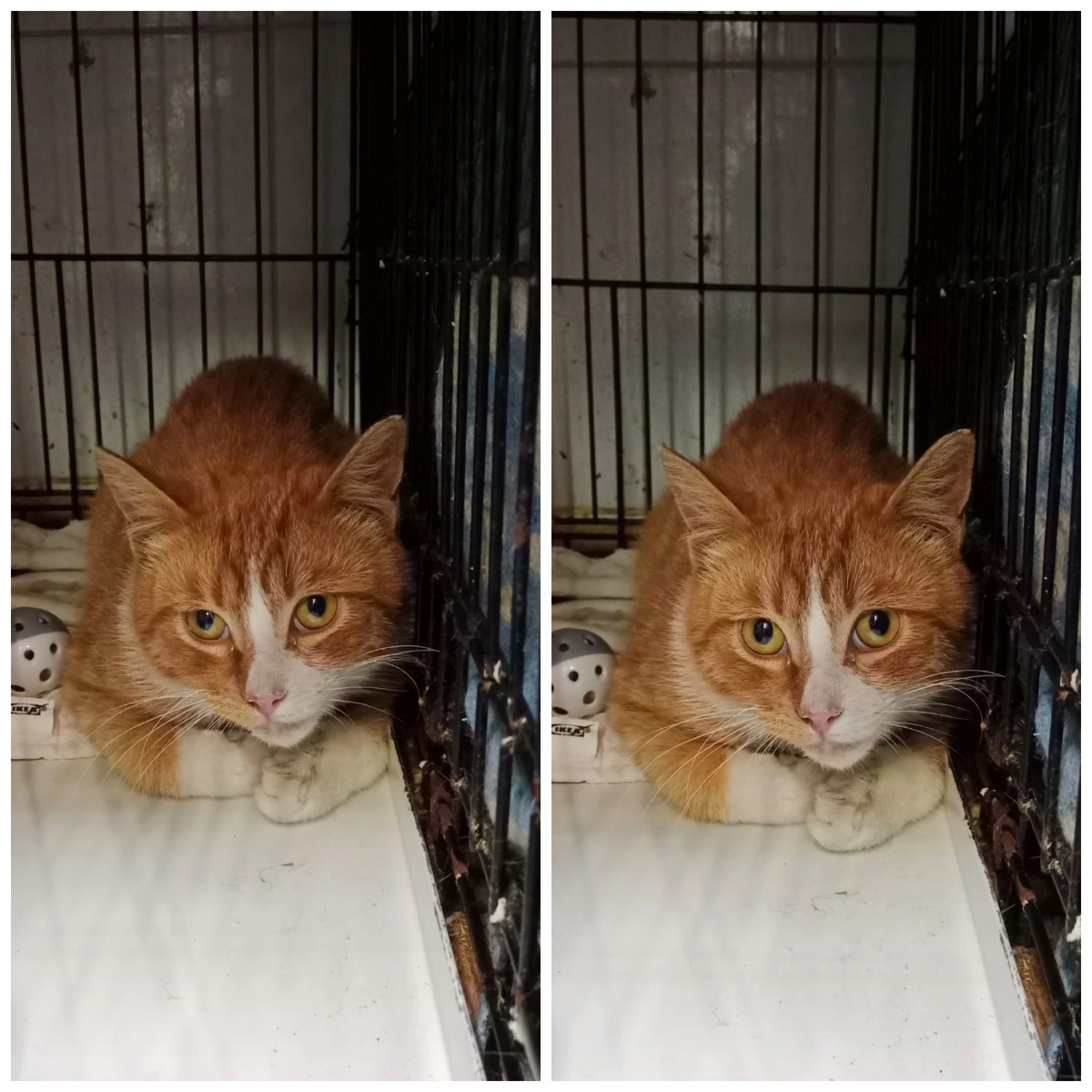 Тодеуса вывезли с дач, брат Талиши.