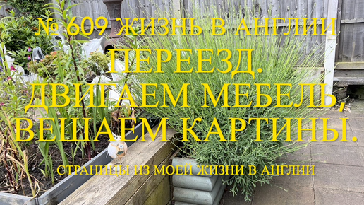 Переезд. Двигаем мебель. Вешаем картины. Кормим Лилли мороженым. № 609 Жизнь в Англии