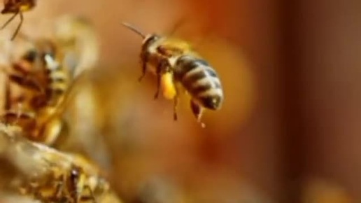 Пчёлы трудяги
