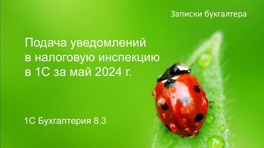 Подача уведомлений в налоговую инспекцию в 1С за май 2024 г.