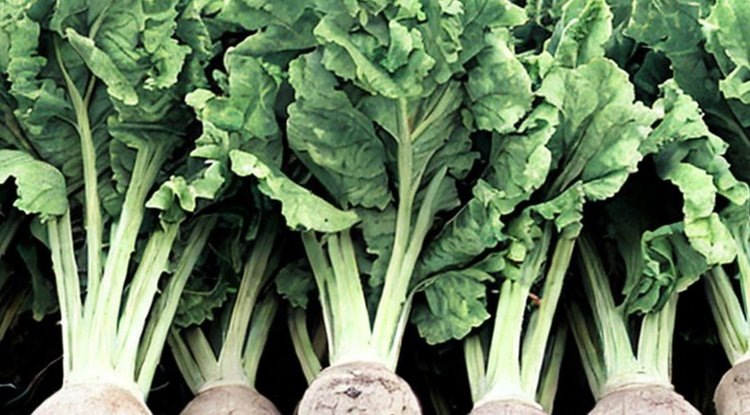    За внесение азотных удобрений вместе с семенами сахарной свеклы в Великобритании выплатят премию