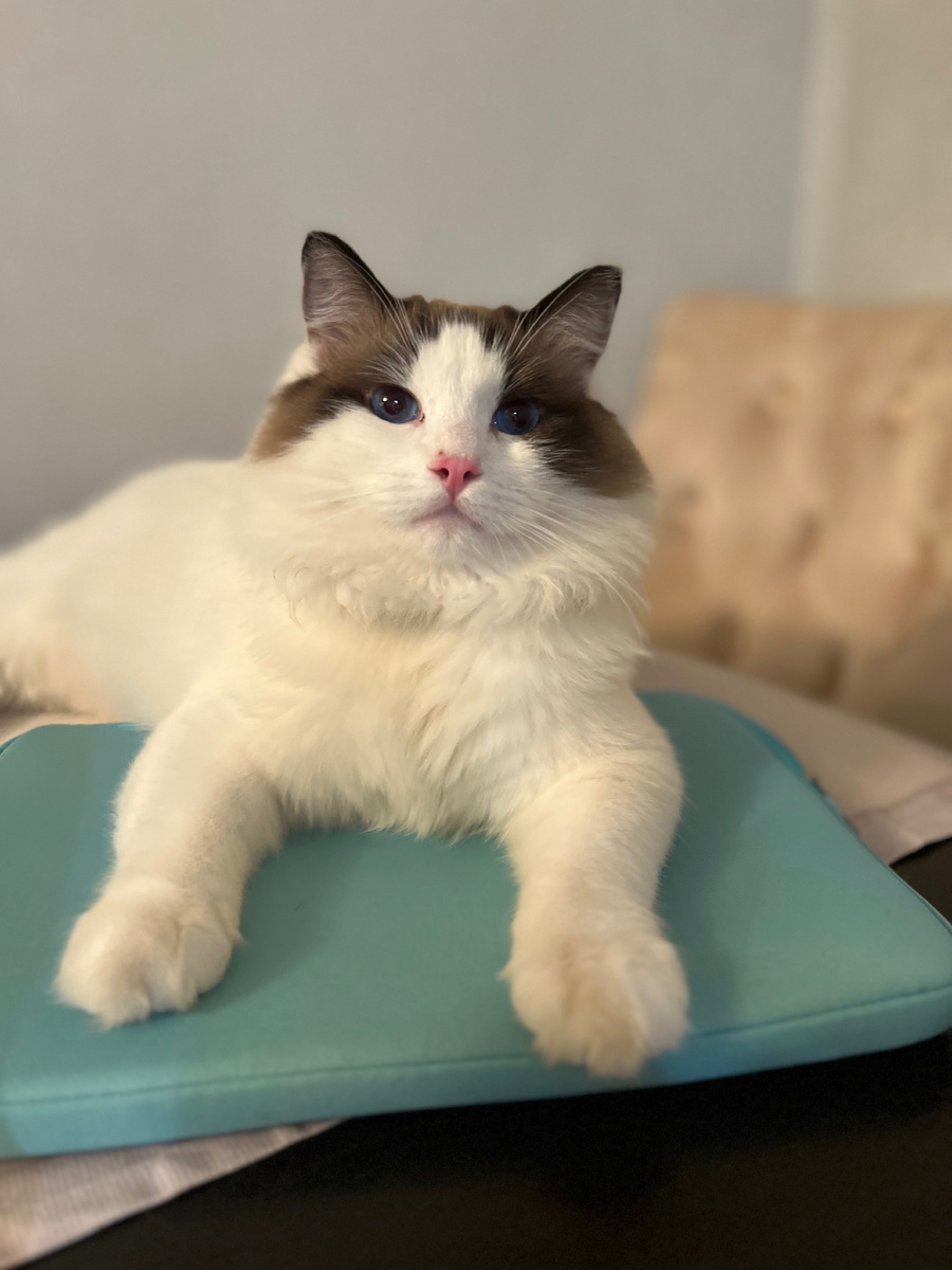 Отличительная черта породы , как собаки, ходят за вами по пятам , всегда рядом , всегда доброжелательны и ласковы 