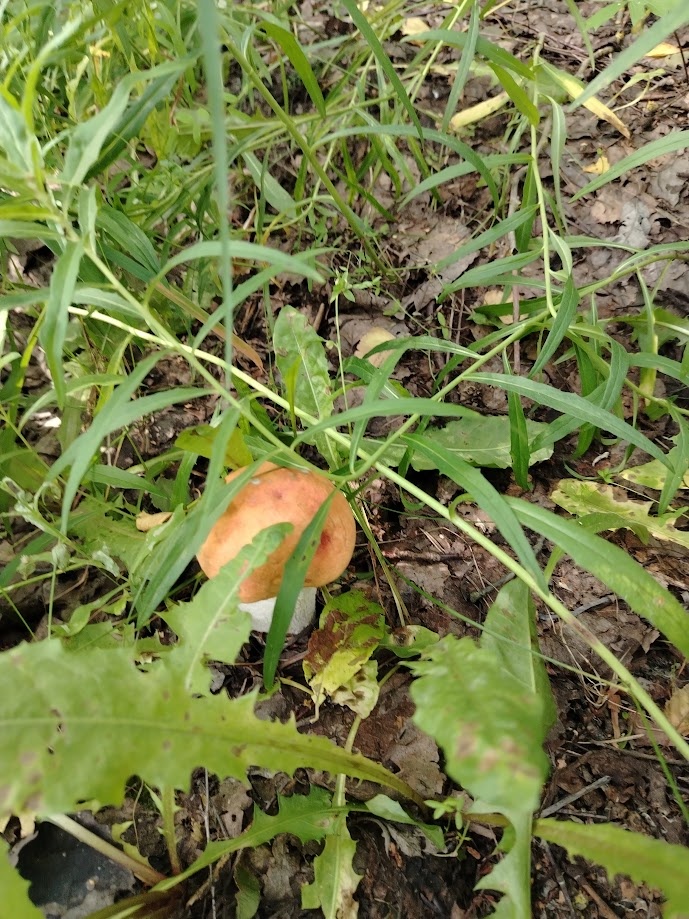 Грибы в Беларуси