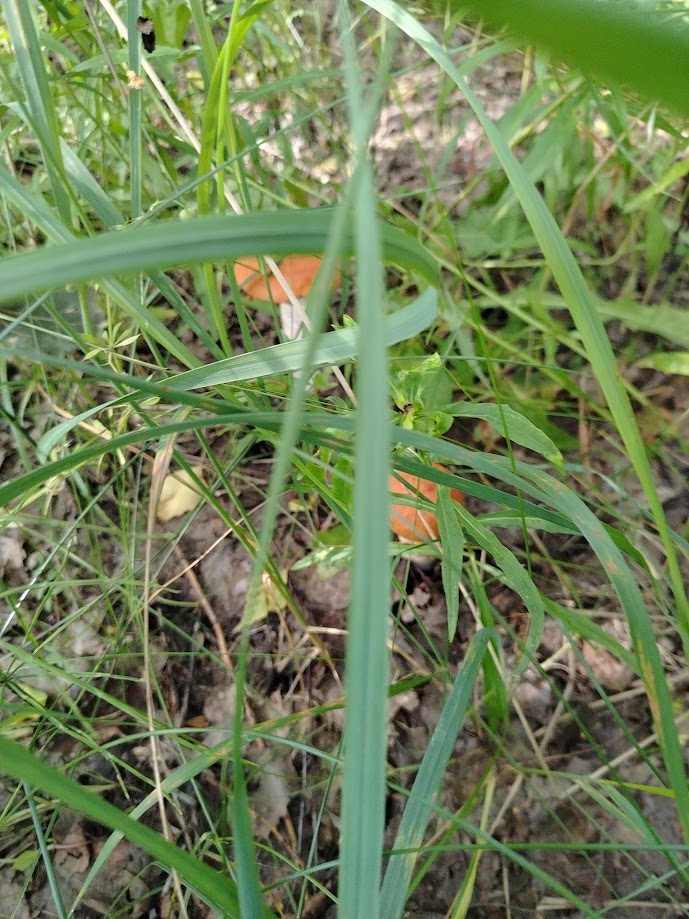 Грибы в Беларуси