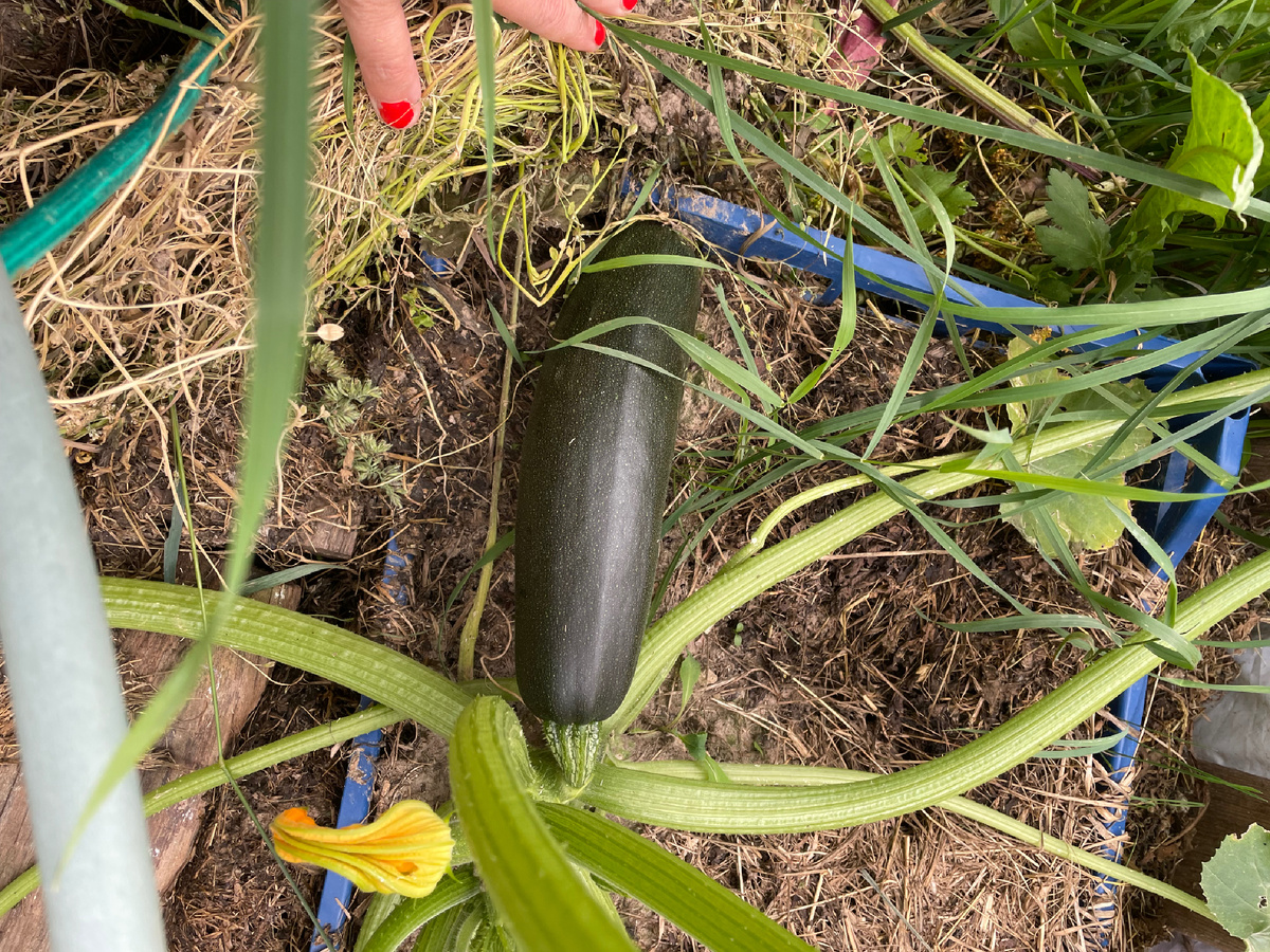 Способ высадки в ящик понравился, можно повторить на следующий год