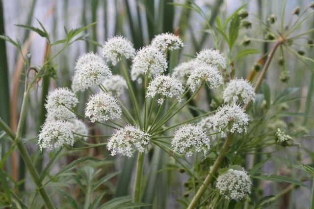    Вех ядовитый (Cicuta virosa) 4 июля 2023, Ленобласть, посёлок Рощино. Фото: Грибы и Грибники СПб/ Дмитрий Кулаков