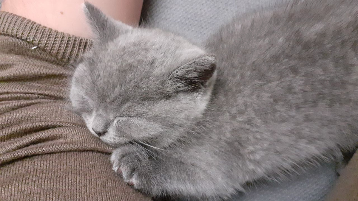 Далёкий потомок Дульче