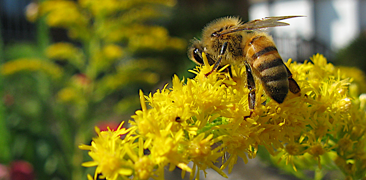 Пчела на цветках золотарника высокого (Solidago altissima) 
