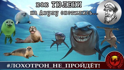 Как ТЮЛЕНИ на Акулу охотились... (Автор - моряк Андрей)