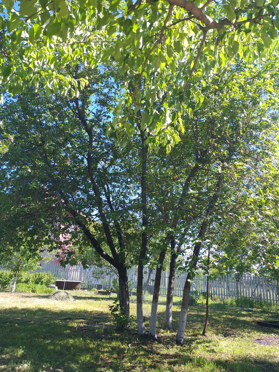 Вишня. Скоро тоже поспеет. Фото июньское 2024г.из семейного архива. 