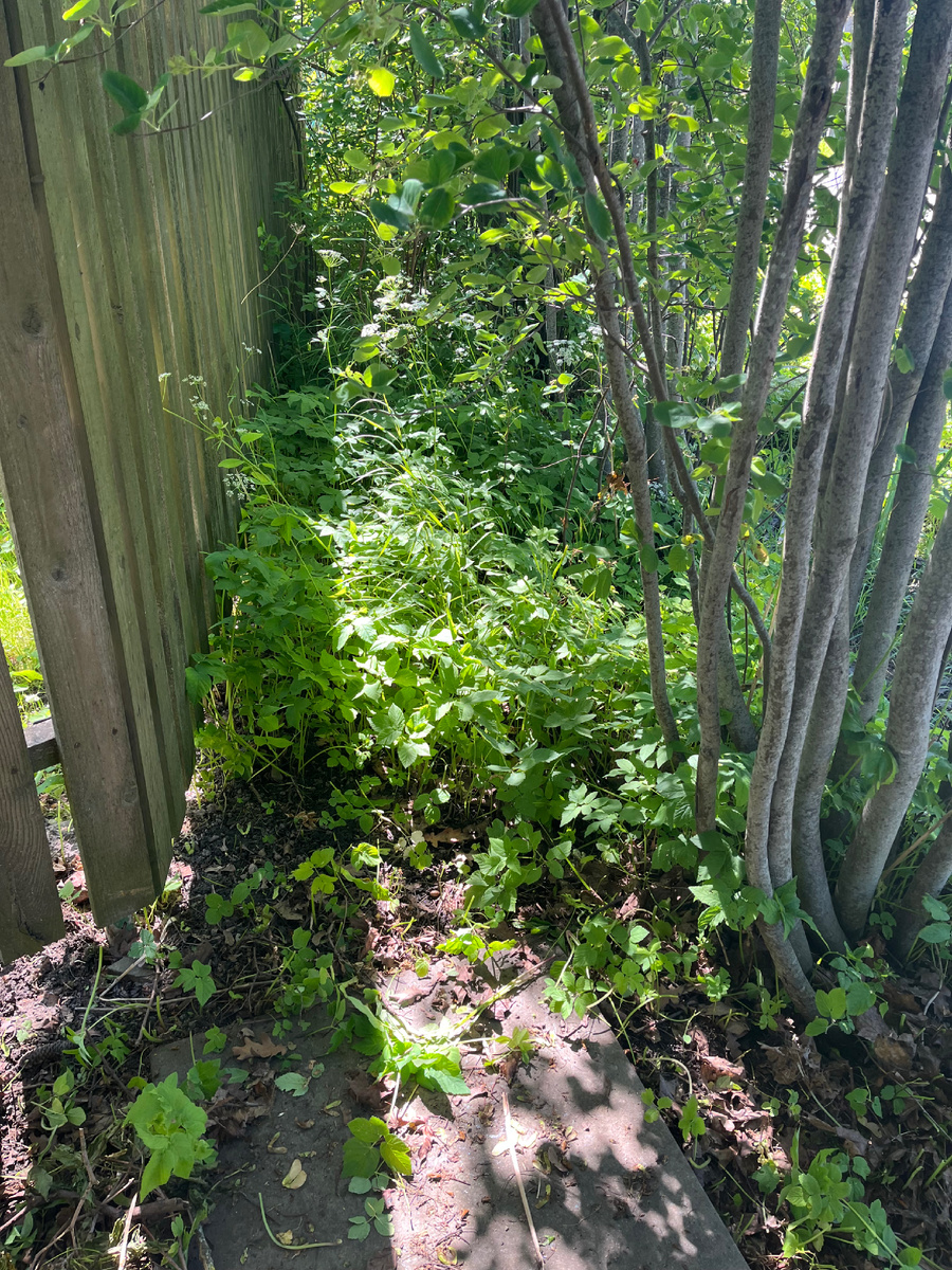 Лучшая сныть в ЛО