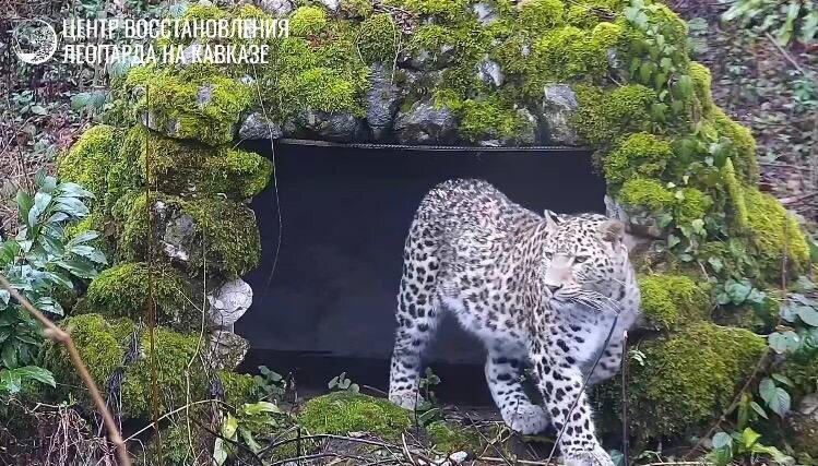    Фото: пресс-служба восстановления леопарда на Кавказе
