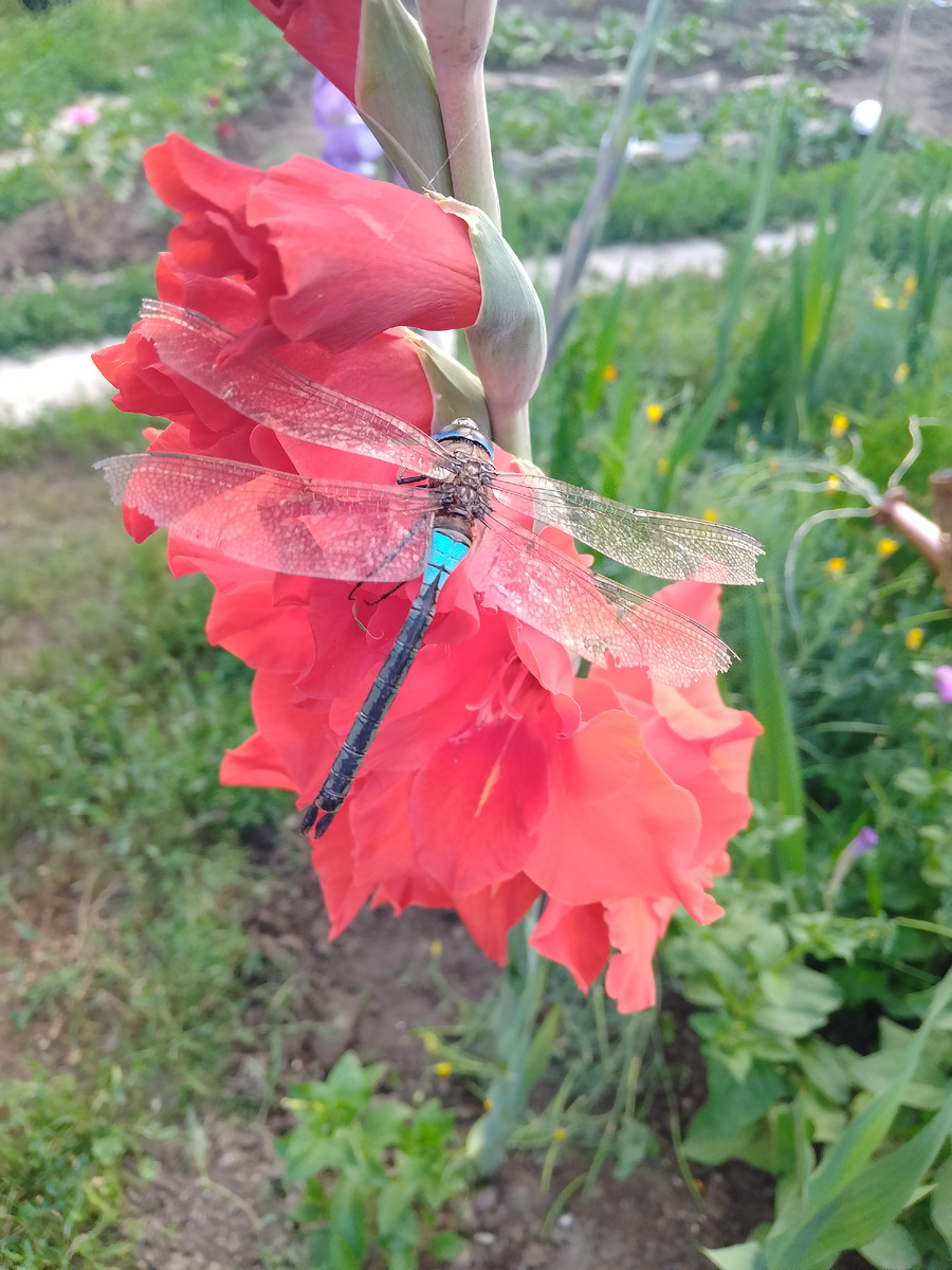 Стрекозëл 😄