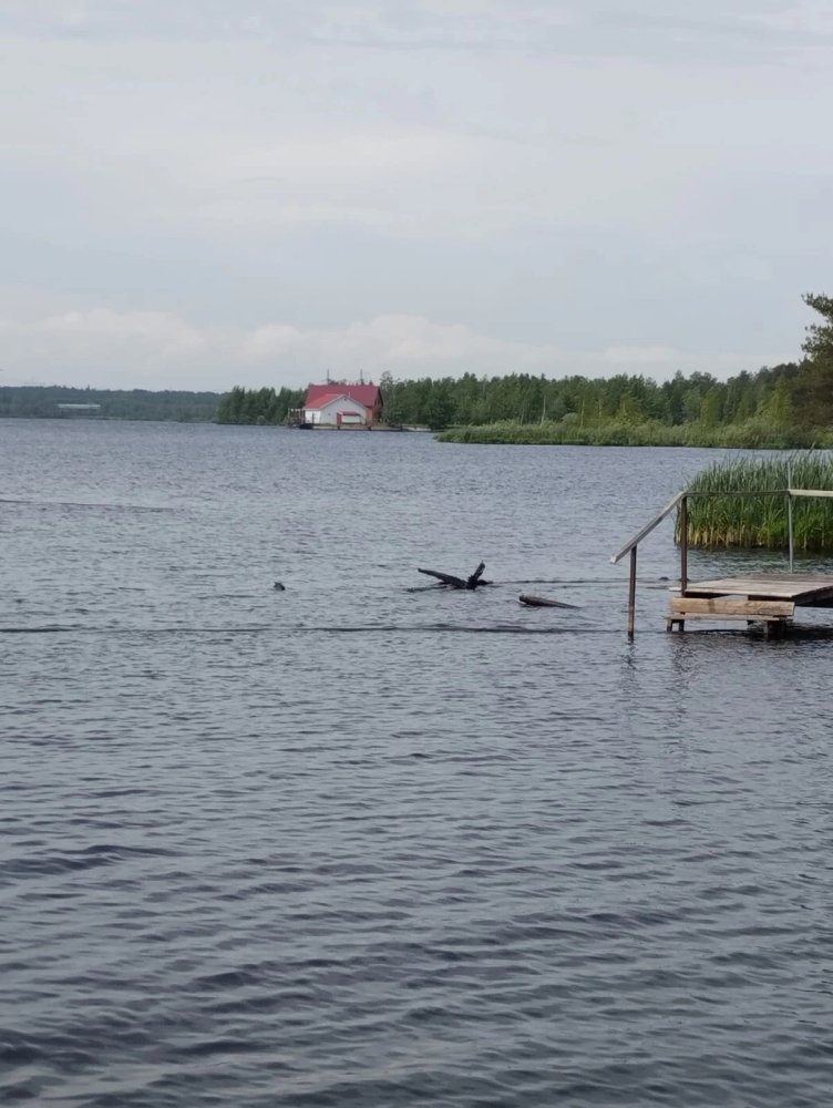    В Сургуте подростки на моторной лодке наехали на купающегося мужчину