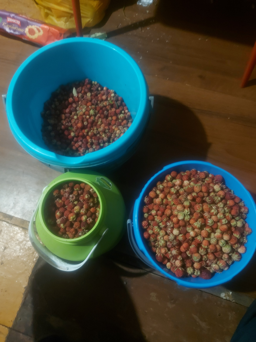 Земляника полевая