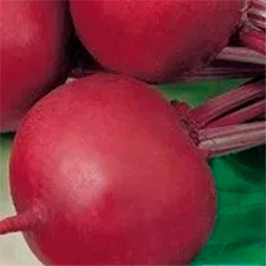 Плоды свеклы Бордо 237