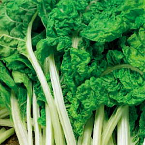 Листья свеклы Изумруд