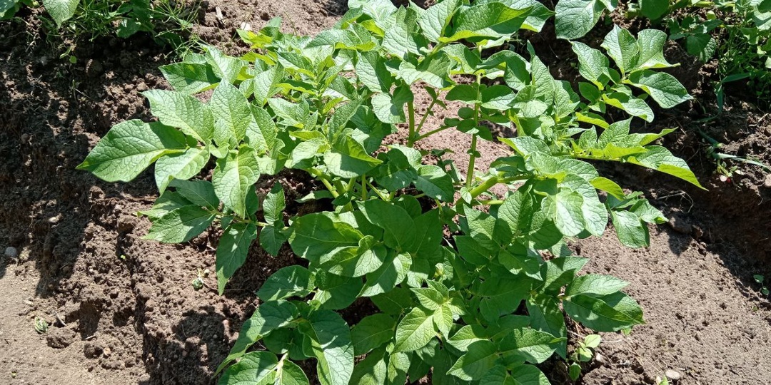 Поливаю картошку в конце июня этим раствором и всегда с большим урожаем