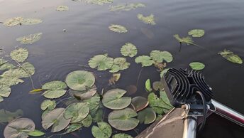 Рыба разгибает нам крючки, а аист ворует удочки, но мы все равно наловим много и хорошо отдохнём !