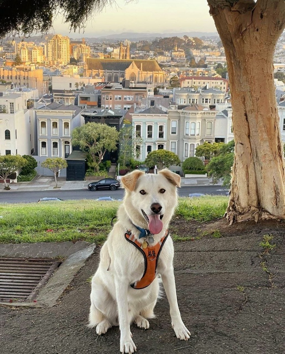 Источник: oneluckydog_ca