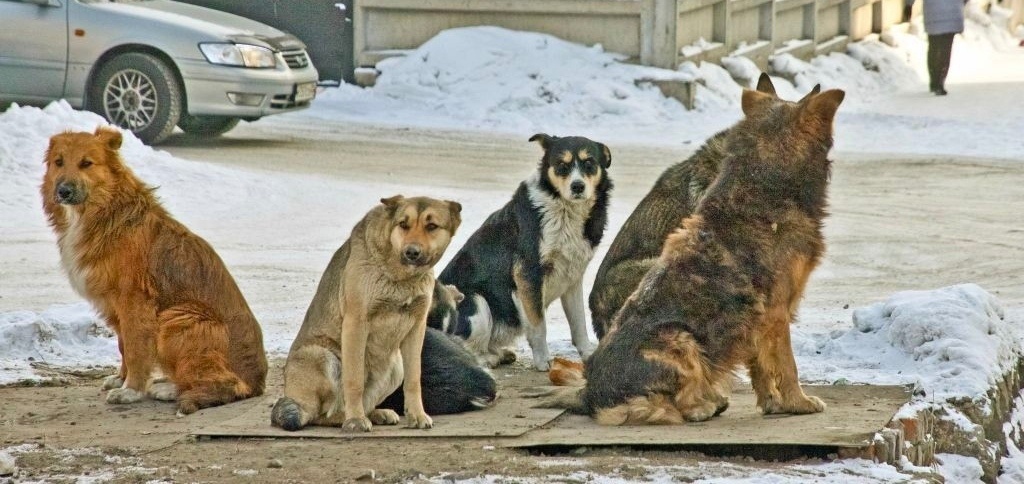 Фото из свободных источников