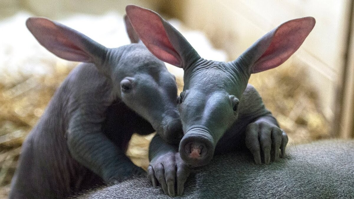 Живыми ископаемыми или реликтами называют организмы, которые практически не изменились за миллионы лет. Некоторые животные и растения просто замерли в своем развитии.-6