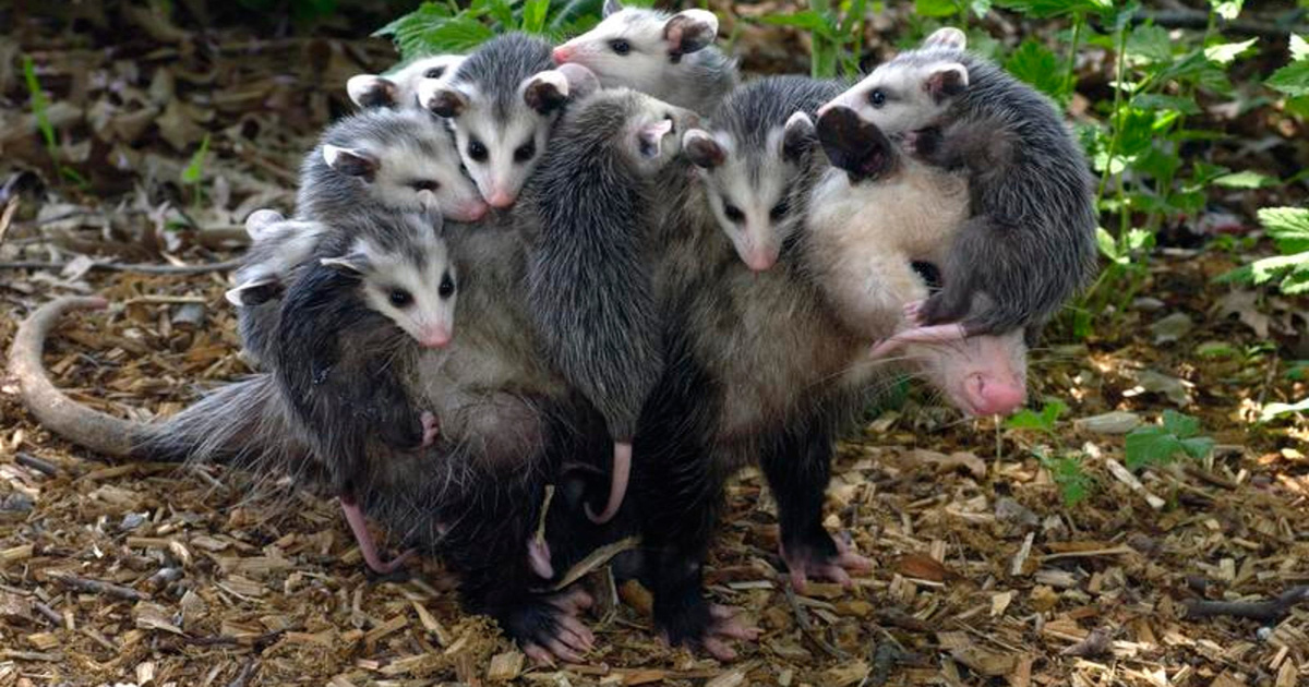 Живыми ископаемыми или реликтами называют организмы, которые практически не изменились за миллионы лет. Некоторые животные и растения просто замерли в своем развитии.-8